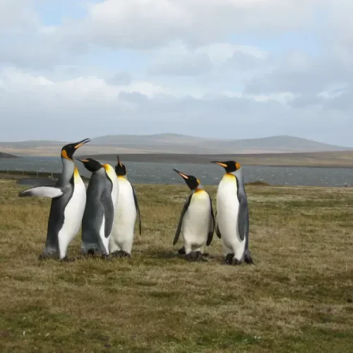 Volunteer Point Tour